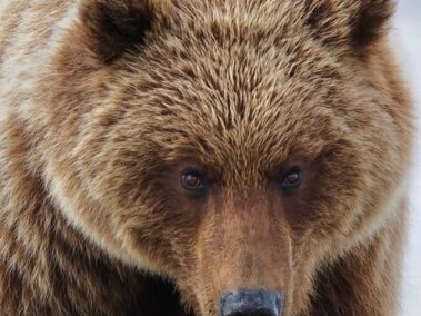 Bear Viewing in Alaska