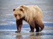 Bear Viewing in Alaska