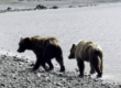 Bear Viewing in Alaska