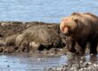Bear Viewing in Alaska