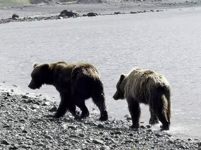 Bear Viewing in Alaska Bear Viewing in Alaska