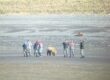 Bear Viewing in Alaska