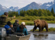 Guided Bear Viewing Tours in Alaska