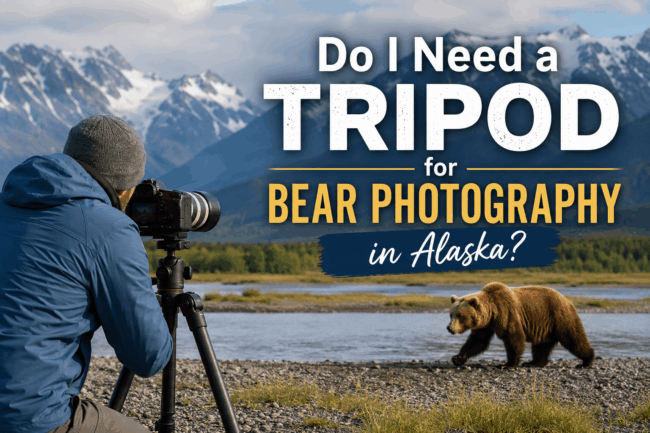 Bear Photography in Alaska