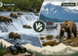 Brooks Falls or Chinitna Bay Better for Bear Viewing