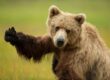 Bear Viewing