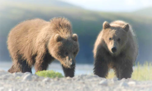 booking a bear viewing charter in alaska