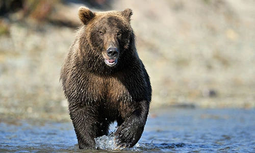 bear running toward water