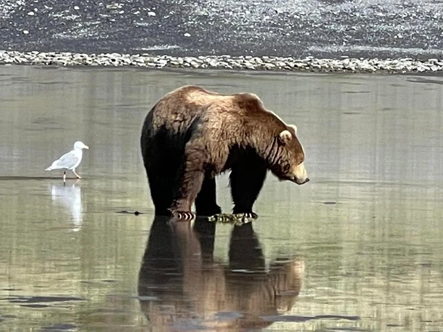 Bear Viewing Tours in Alaska
