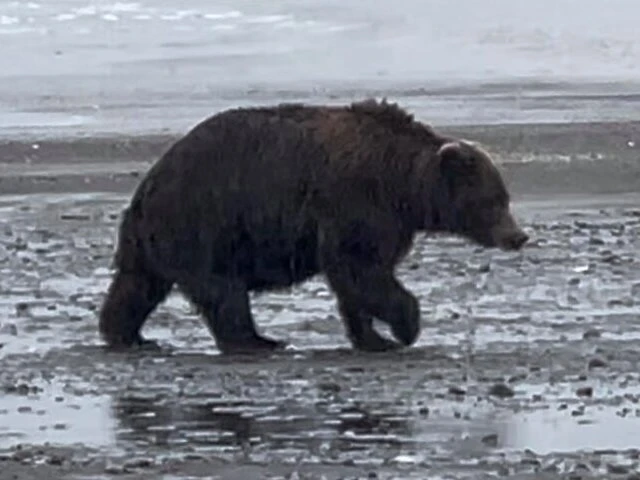 Katmai bear viewing tours