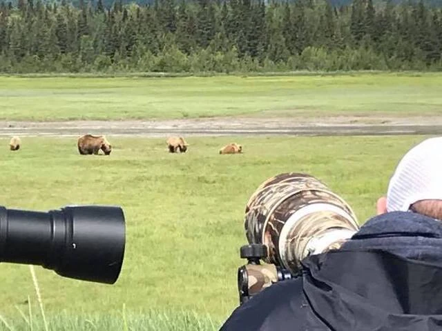 alaska bear viewing trips