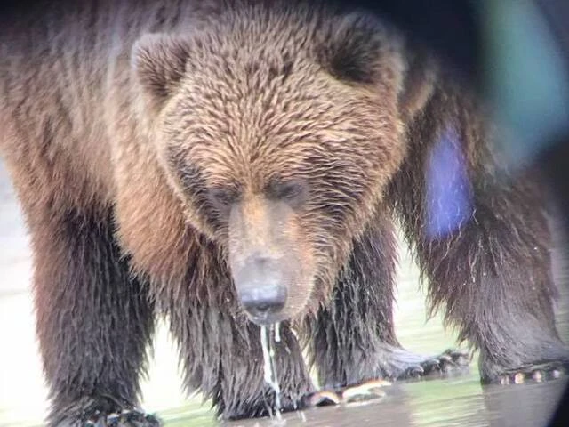 alaskan brown bear tours