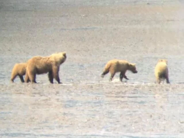 alaskan brown bear tours