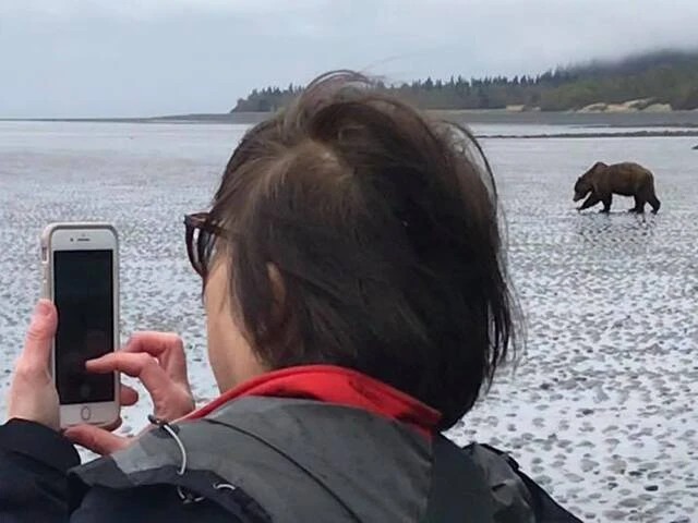 bear viewing tours in alaska