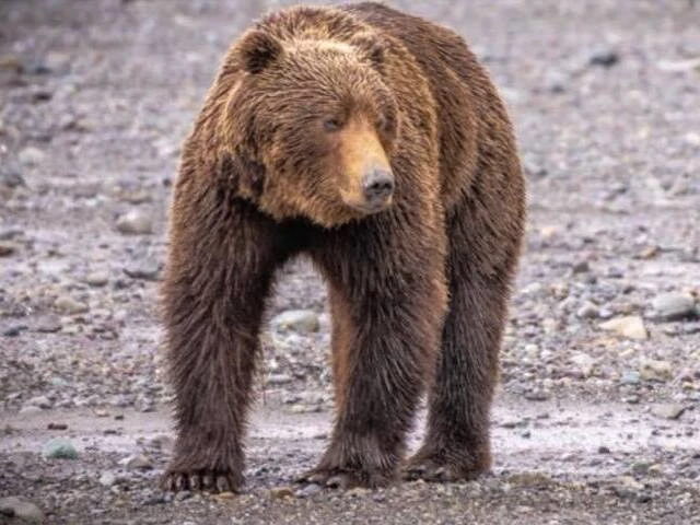 bear viewing tours in alaska