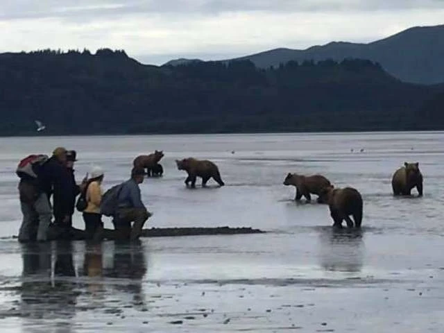 chinitna bay bear viewing