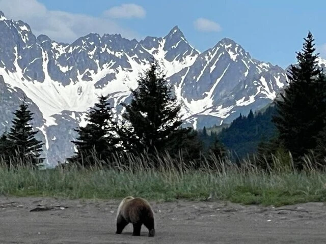 Bear Viewing in Alaksa
