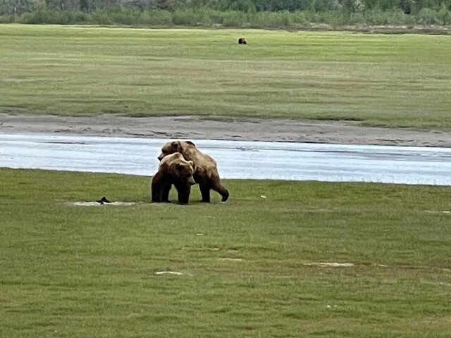 Bear Viewing in Alaska