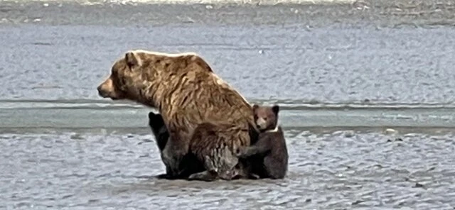 Bear Viewing in Alaska 