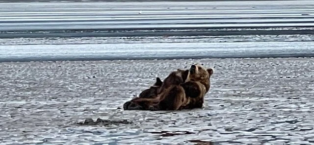 Bear Viewing in Alaska