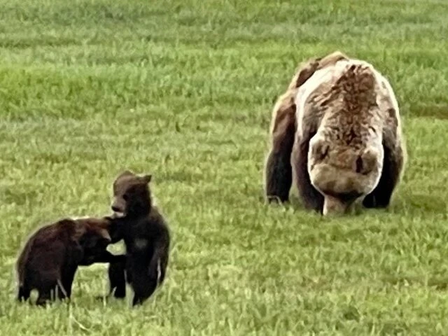Bear Viewing in Alaska