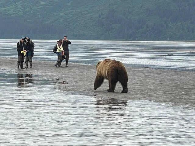 Bear Viewing in Alaska