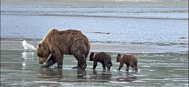 Bear Viewing in Alaska 