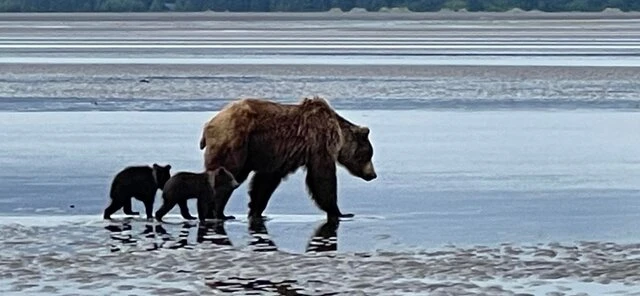 Bear Viewing in Alaska