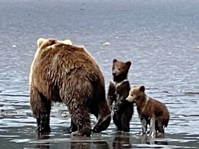 Bear Viewing in Alaska