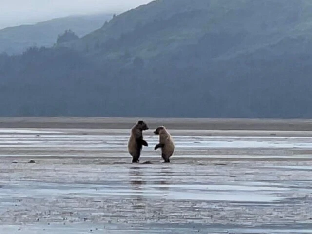 Bear Viewing in Alaska