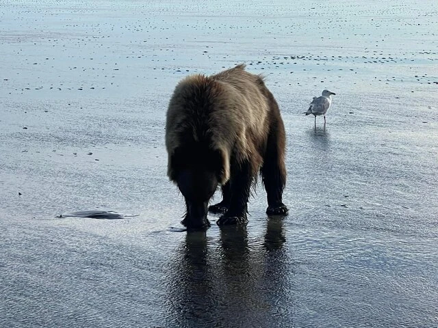 Bear Viewing in Alaska