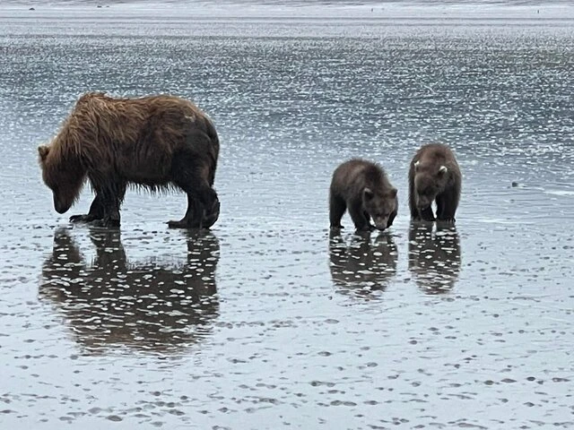 alaska bear viewing trips 1
