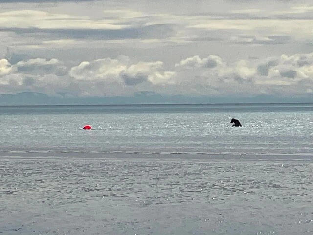 bear watching alaska