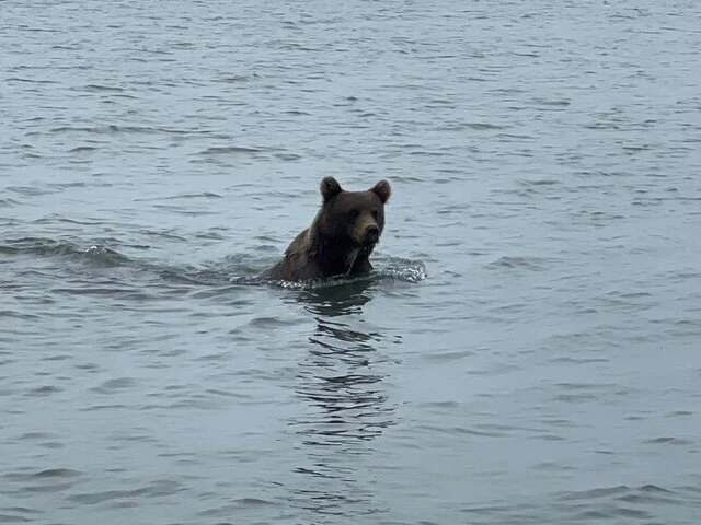 grizzly bear viewing alaska