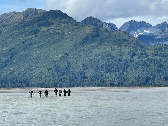 bear watching alaska
