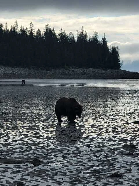 bear watching alaska
