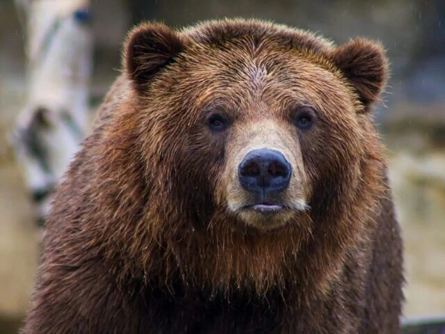 alaskan brown bear tours alaskan brown bear tours