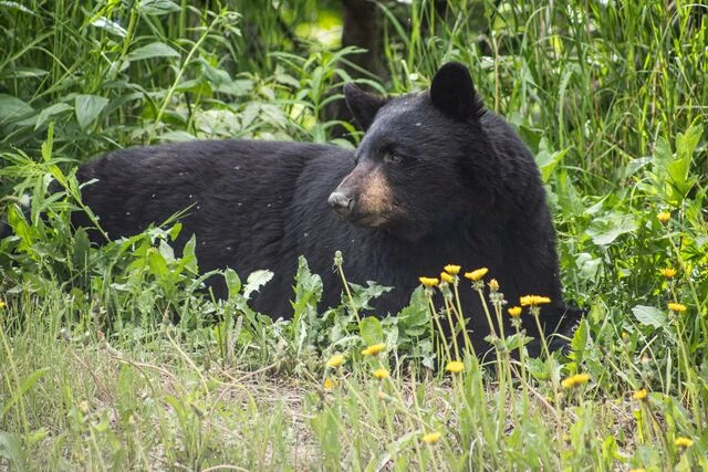 Black Bear 2 Black Bear