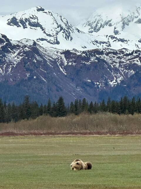 bear viewing tours in alaska