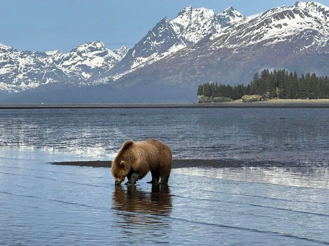 bear watching alaska