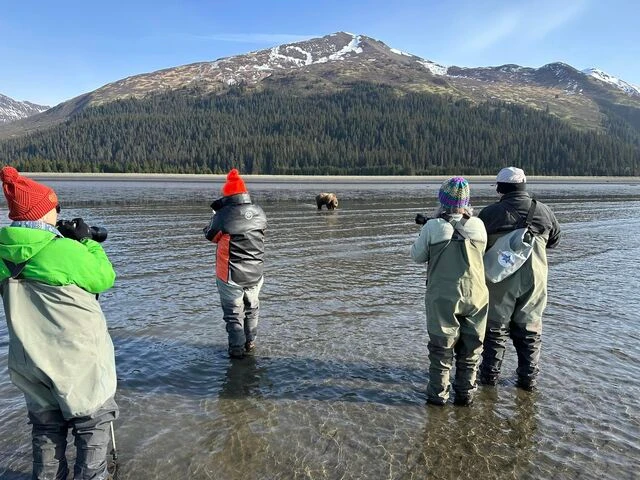 bear watching alaska