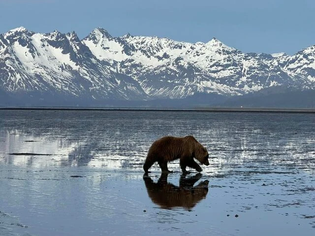 bear watching alaska