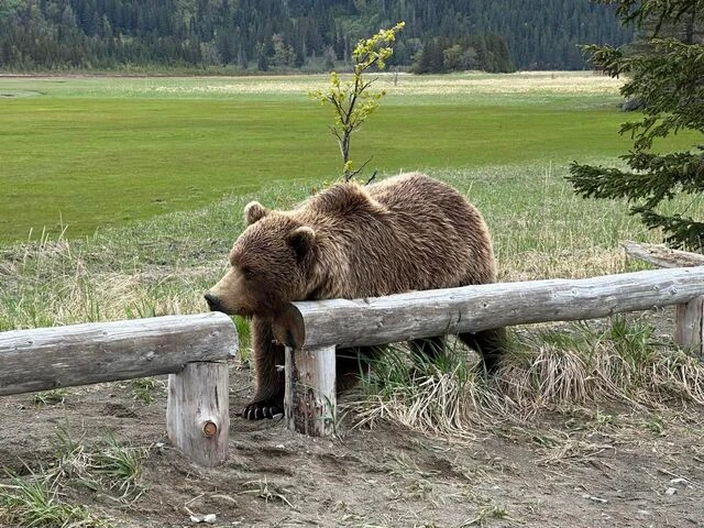 bear watching alaska