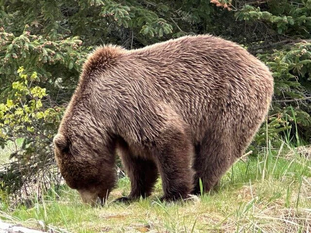 bear watching alaska