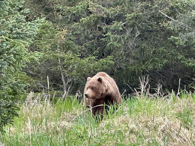 bear watching alaska