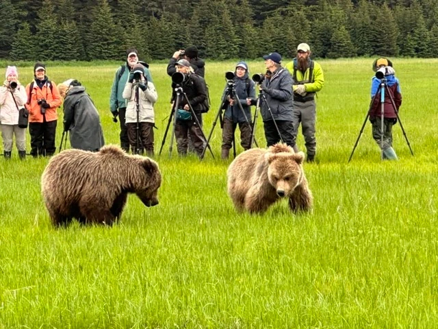alaska bear viewing trips