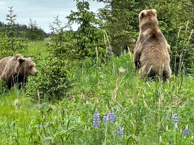 alaska bear viewing trips