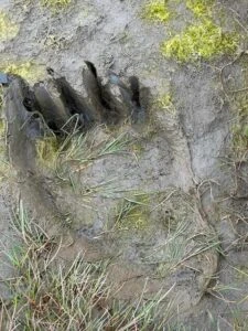 alaska bear viewing trips