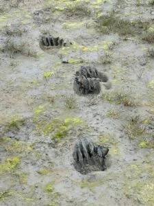 alaska bear viewing trips