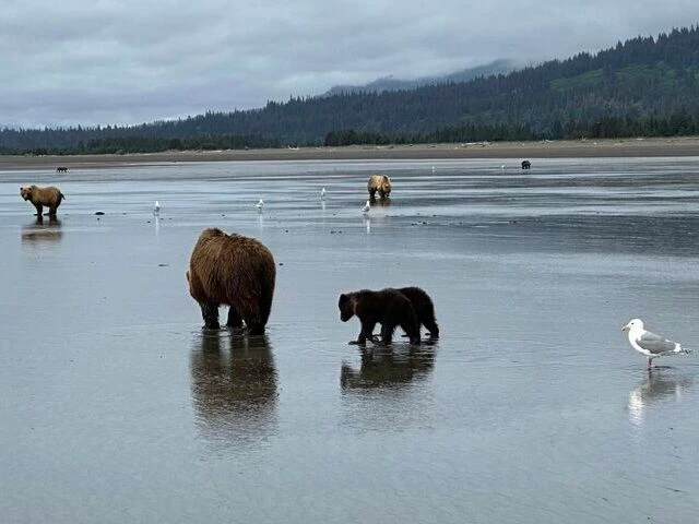 alaskan brown bear tours